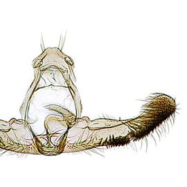   Lobesia botrana  male genitalia
