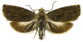   C. caryana 
