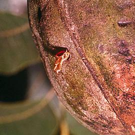  Pupal exuvium. © H. C. Ellis, University of Georgia ( www.insectimages.org )
