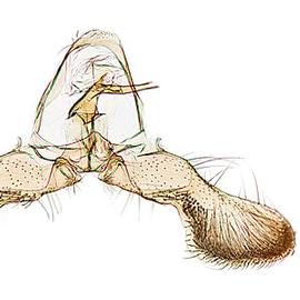  Male genitalia
