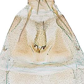  Female sterigma
