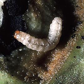  Larva. © Louis Tedders, USDA Agricultural Research Service
