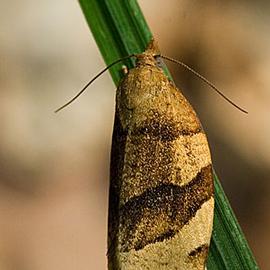  Resting adult. © Svdmolen, Wikipedia Creative Commons
