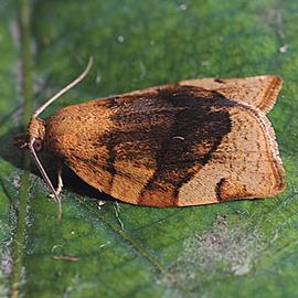  Resting adult. © Csaba Szaboky, Bugwood.org
