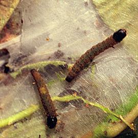  Early instar larvae. © Whitney Cranshaw, Colorado State University, Bugwood.org
