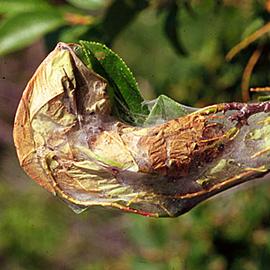  Larval nest. © Whitney Cranshaw, Colorado State University, Bugwood.org
