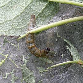  Late instar larva in nest. © Whitney Cranshaw, Colorado State University, Bugwood.org
