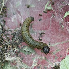  Late instar larva. © Whitney Cranshaw, Colorado State University, Bugwood.org
