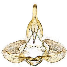  Male genitalia
