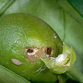  Larval damage. © UC Statewide IPM Program, Agriculture and Natural Resources, University of California. 
