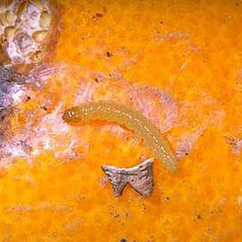  Early instar larva. © UC Statewide IPM Program, Agriculture and Natural Resources, University of California. 
