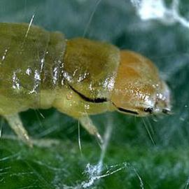  Late instar larva. © UC Statewide IPM Program, Agriculture and Natural Resources, University of California. 
