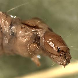  Late instar larva
