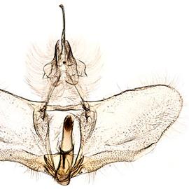  Male genitalia
