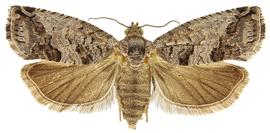   C. saltitans 
