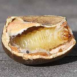  C. saltitans  larva

