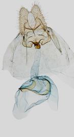 Female genitalia. © John W. Brown. Image used with permission. 
 