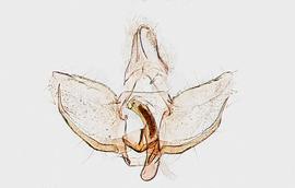 Male genitalia. © John W. Brown. Image used with permission.