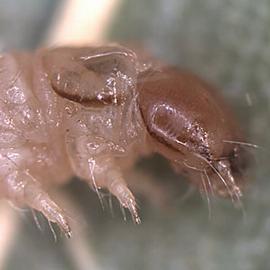 Late instar larva
