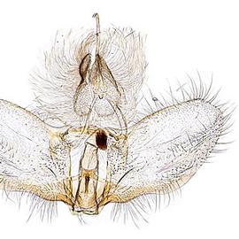  Male genitalia
