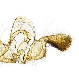  Male genitalia
