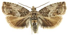   C. fagiglandana 
