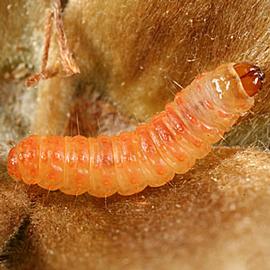  Larva. © Gyorgy Csoka, Hungary Forest Research Institute, Bugwood.org
