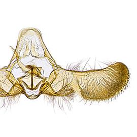  Male genitalia
