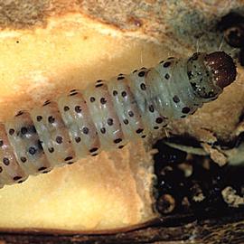  Larva. © Gyorgy Csoka, Hungary Forest Research Institute, Bugwood.org
