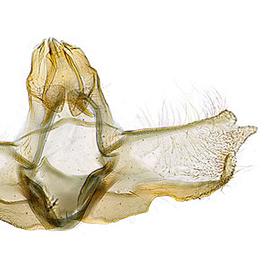 Male genitalia
