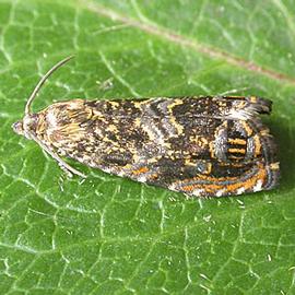  Resting adult. © Ian Kimber, Bugwood.org
