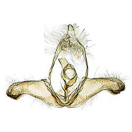  Male genitalia
