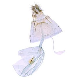  Female genitalia
