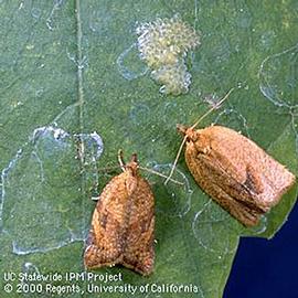  Resting adults. © UC Statewide IPM Program, Agriculture and Natural Resources, University of California. 
