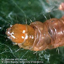  Larva. © UC Statewide IPM Program, Agriculture and Natural Resources, University of California. 
