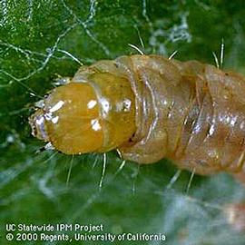  Larva. © UC Statewide IPM Program, Agriculture and Natural Resources, University of California. 
