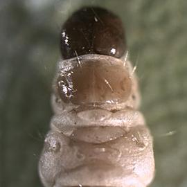  Larva (dorsal)
