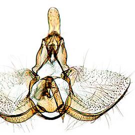  Male genitalia
