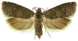   A. funebrana 
