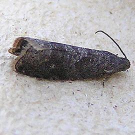  Resting adult.  ©  Fvlamoen, Wikipedia Creative Commons
