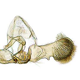  Male genitalia
