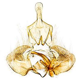  Male genitalia
