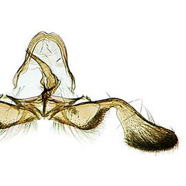  Male genitalia
