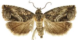   C. glandicolana 
