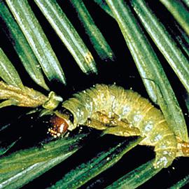  Larva. © Tom Gray, Canadian Forest Service, Bugwood.org
