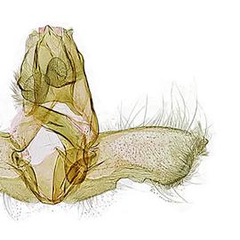  Male genitalia
