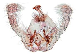  Male genitalia
