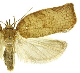   P .  heparana  female
