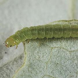  Larva. © Gyorgy Csoka, Hungary Forest Research Institute, Bugwood.org
