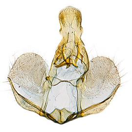  Male genitalia
